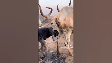 الهنود يتباركون ببول البقره India 