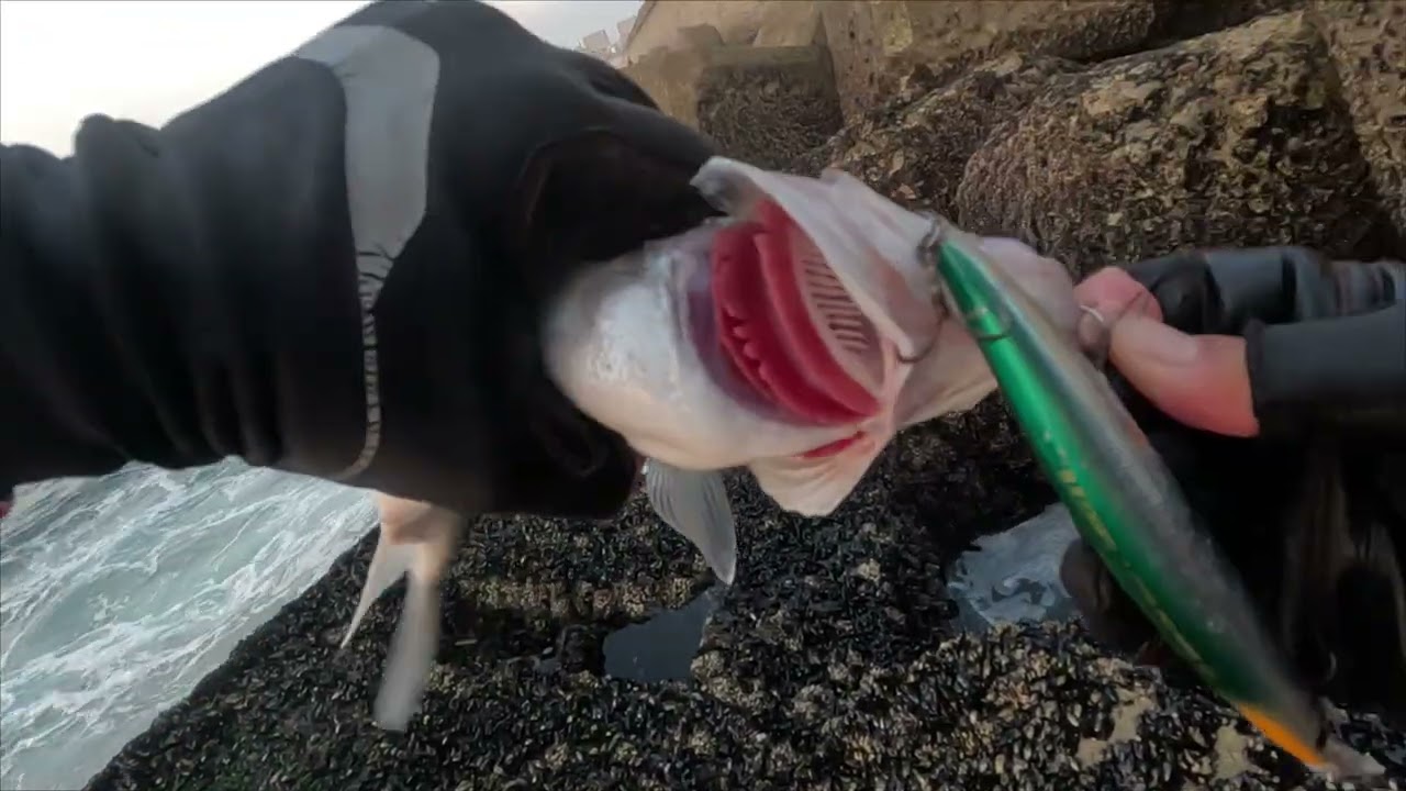 da saga catch & release