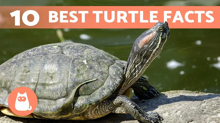 10 FACTS About TURTLES You Probably Didn't Know 🐢 - DayDayNews