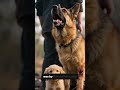 A Puppy Searches for Help After Its Mother Is Found Injured #shorts #viral #animalstories