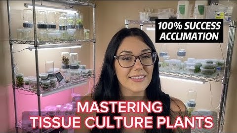 MASTERING TISSUE CULTURE PLANTS | HOW TO ACCLIMATE PLANTS FROM TISSUE CULTURE