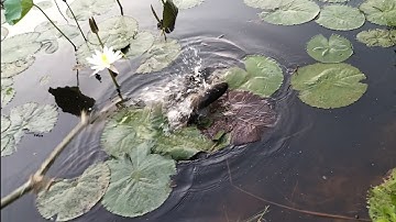 Độc Lạ Cách Cấm Câu Cá Lóc Bằng Mồi Cục Xốp - how to ban snakehead fishing with sponge bait !