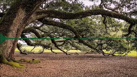 The Tree Experience by Dream Seeds (Sapien Medicine)