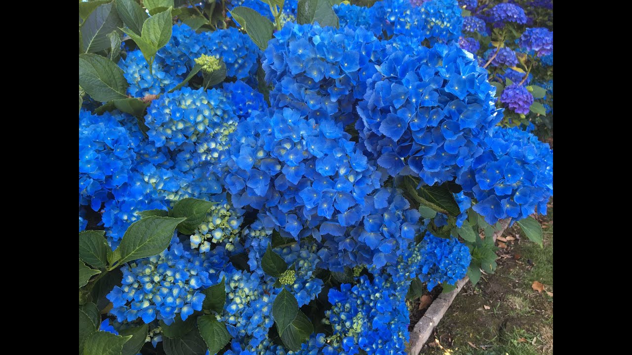 Comment Avoir Des Hortensias Bleus Et Les Garder Bleus Comment Avoir Des Hortensias Bleus Et Les Garder Bleus