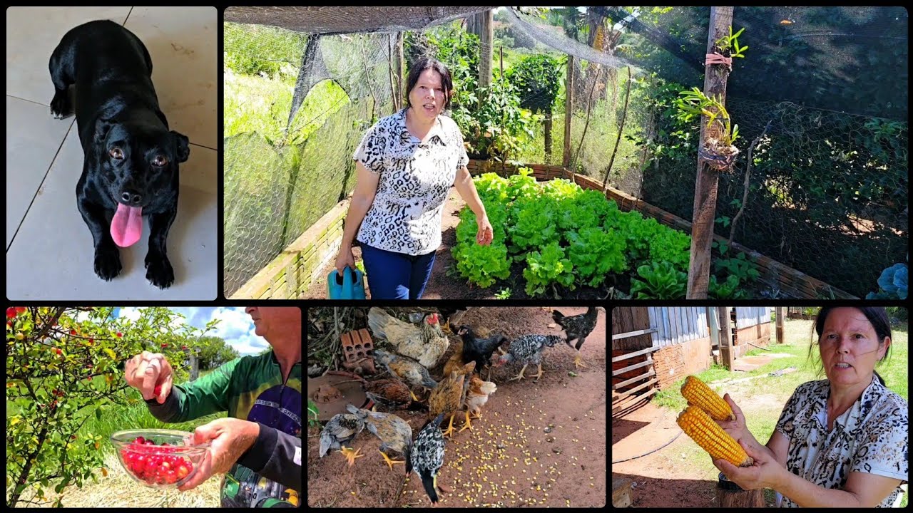 💥MEU DIA AQUI NA ROÇA, CUIDANDO DOS ANIMAIS E COLHENDO FRUTAS, ROTINA DIARIA 🙏