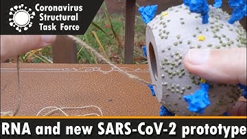 Our new SARS-CoV-2 prototype and RNA model