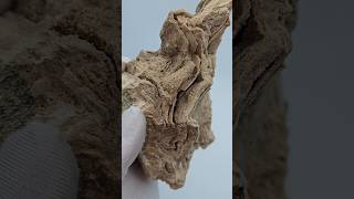 Petrified Wood Fossil - Ukraine | Fossilized Tree Wood with Quartz #crystals #rock #minerals