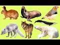 Животные для детей | Полярные животные | Учим название и звуки Полярных Животных | Учим животных