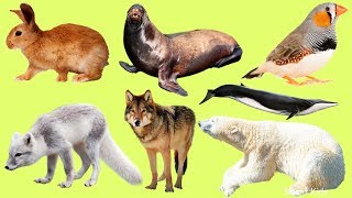 Полярные животные | Животные для детей |  Учим название и звуки Полярных Животных