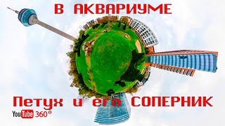 ПРОЕКТ. ВИДЕО 360 градусов  панорамное VR videio 360 Бой петуха в аквариуме