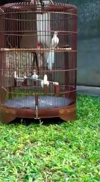 MURAi BATU  ALBiNO gacor PENAWARAN 800jt