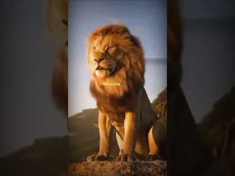 lion the king 😧😧😧😧😨😨😨😨💯💯👌👌👌👌👌👌👌#funny #anime #viralvideo