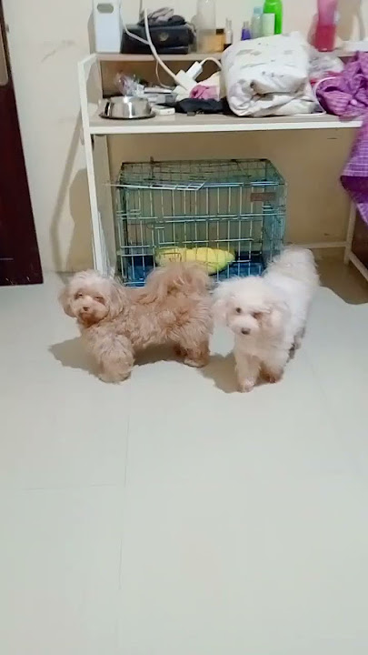 With 10 Puppies #thekingdomofmaltipoo #pets #dogs #shortvideo #smalldog