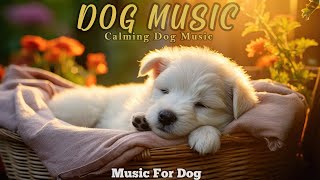 เพลงสุนัขนอนหลับลึก & ความวิตกกังวลในการแยกจากกัน🐶💖เพลงผ่อนคลายสุนัข🎵สุนัขเครียด🐶เพื่อนร่วมบำบัด