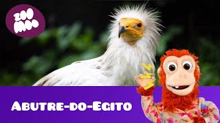 que barulho é esse (Abutre-do-Egito)
