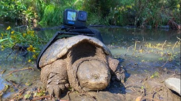 Strapping a GoPro to a MASSIVE Snapping Turtle!