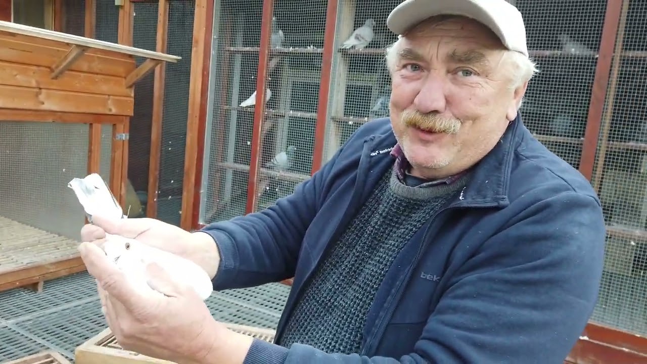 Mieczysław Bogonos - gołębie na sprzedaż część 1 - 18.10.2025r.