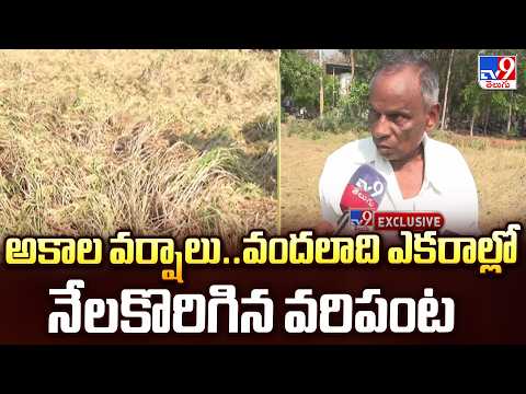 Unseasonal Rains in Nizamabad : అకాల వర్షాలు..వందలాది ఎకరాల్లో నేలకొరిగిన వరిపంట - TV9 - TV9