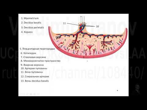 Кровообращение плода. Кровоток в системе мать - плацента - плод.