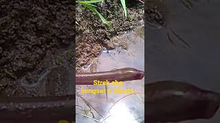 Mantap Strek Belut Abg Bongsor