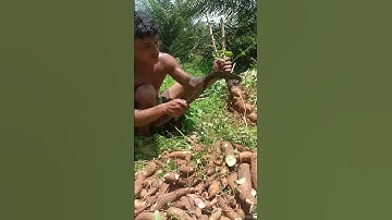 Harvesting cassava part 466 #shorts #farming #cassava #nature  #cassavaroots #cassavafarming