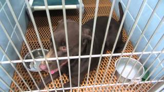 puppies and dogs available for adoption at PCAS 002