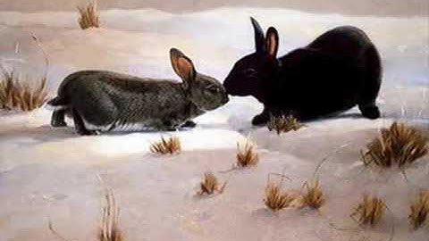 Maths & Rabbits