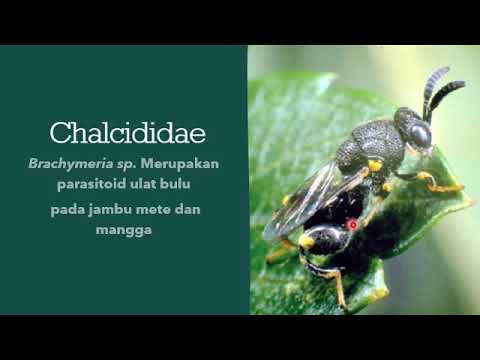 Video: Perbezaan Antara Parasit Dan Parasitoid