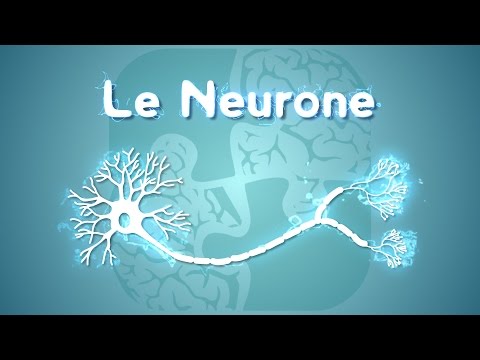 Vidéo: Différence Entre Neurone Unipolaire Et Pseudounipolaire