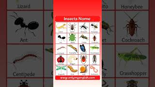 Insects Name in English 🐝