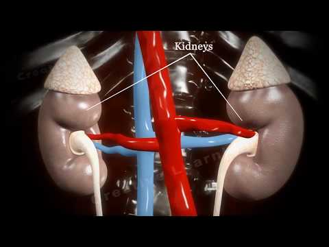 Glomerular Filtration || 3D Video || Education