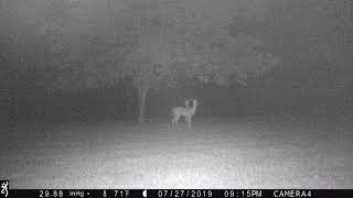 deer night sounds