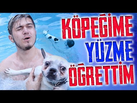 Video: Köpeğinize Yüzmeyi Öğretin: Bir Köpeğin İlk Kez Videosu