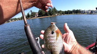 Bream Fishing Lake Murray