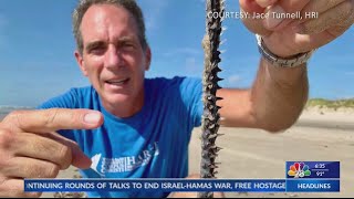 Bearded Fireworm Spotted On Texas Coast