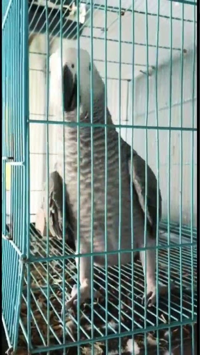 Burung african grey (afgrey) belajar bicara Assalamualaikum