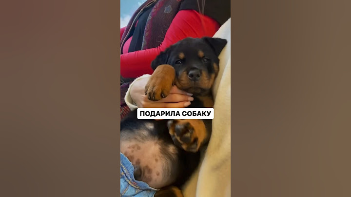 подарила собаку родителям| ВЫГНАЛИ ИЗ ДОМА? #обзор #подарок #рекомендации