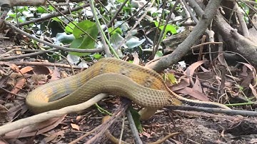 #BẫyRắnĐồngTháp #Tập147 bắt rắn bằng lưới  ba ngày liên tiếp dính toàn hổ ngựa khủng