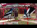 pancingan kacer agar emosi cepat buka ekor