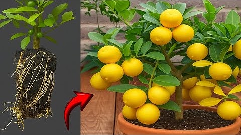 A great way to graft lemon trees cutting faster with aloe vera ! Best Ideas Propagating Lemon plant 