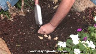 Freesia Flower Bulbs -  Tips on How to Plant the Bulbs