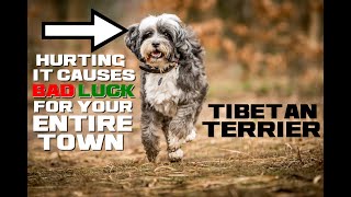 Tibetan Terrier Facts  The Holy Dog of Tibet  Animal a Day T Week