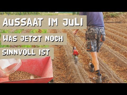 Video: Wie Füttert Man Lauch? Top-Dressing Im Juni Und Juli Nach Der Aussaat Im Freiland. Wie Gießt Man, Damit Die Zwiebeln Groß Sind?