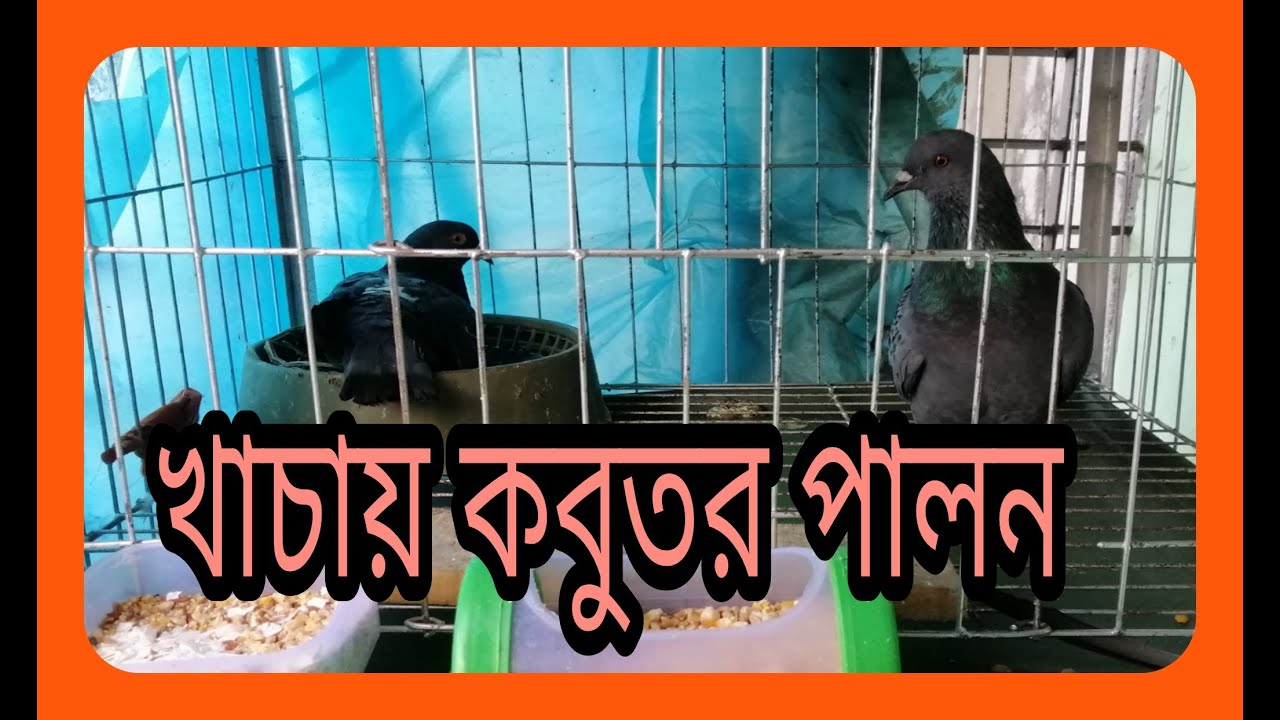 ঘরের বারান্দায় কবুতর পালন।Pigeon keeping on the veranda of the house