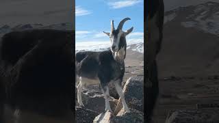 Fantastic Reno #mountaingoat #goat #mountains