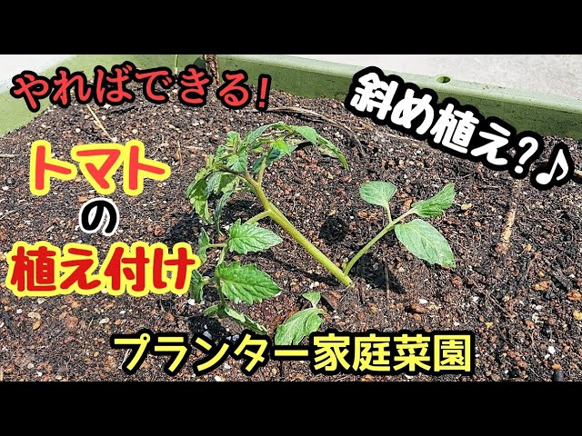 強く大きく育てる ミニトマトの育て方 初心者必見 斜め植え付け Youtube