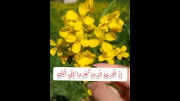 سورة التوبة الايه (٤٠) بصوت القارئ ماهر المعيقلي حالات واتس آب.