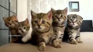 Funny kittens // Забавные котята Funny kittens // Забавные котята