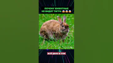 ПОЧЕМУ ЖИВОТНЫЕ НЕ ВИДЯТ ТИГРА