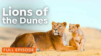 WILD NAMIBIA: Wildlife’s Battle for Survival in the Desert | 4K Full Nature Documentary